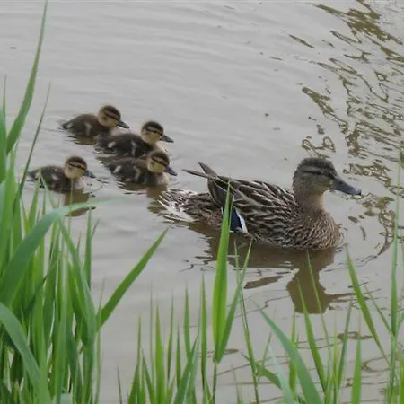 Domein Rietvelde Сasa de vacaciones Oostduinkerke