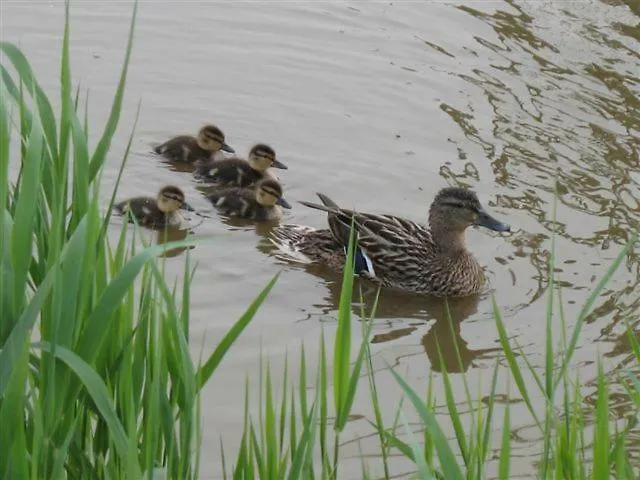 Domein Rietvelde Vakantiehuis Oostduinkerke
